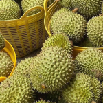 Giá sầu riêng 1/11: Sầu Thái VIP duy trì mức 120.000 đồng/kg