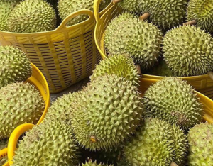 Quê hương của Musang King nhập khẩu sầu riêng Việt Nam để tiêu thụ