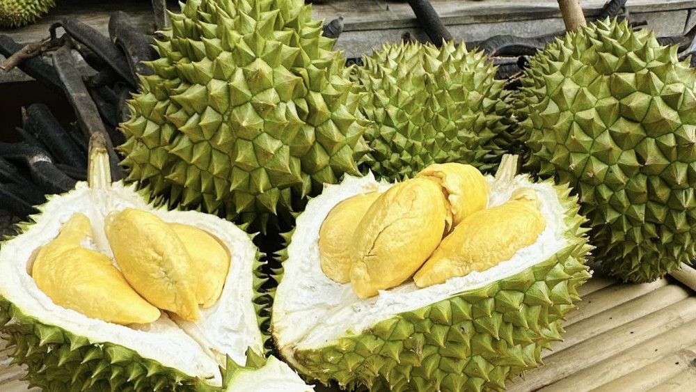 Giá sầu riêng 1/11: Sầu Thái VIP duy trì mức 120.000 đồng/kg